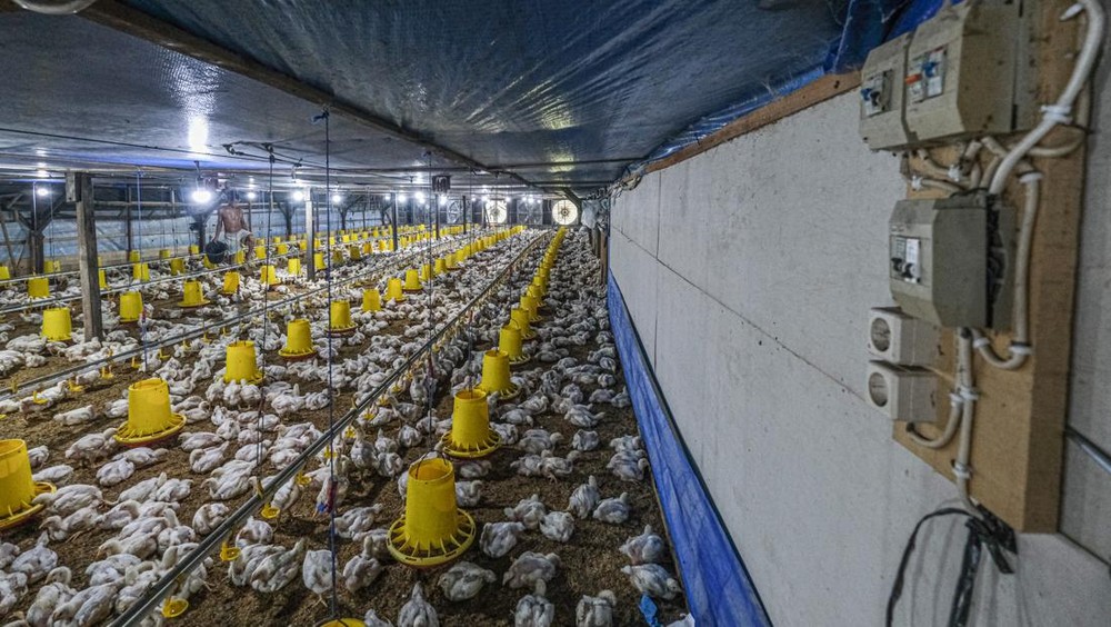 Alarm Merah Peternak Ayam: Harga Hidup Anjlok Drastis Jauh di Bawah Modal, Jeritan Industri di Tengah Oversupply dan Daya Beli Lesu! Apa Langkah Pemerintah?