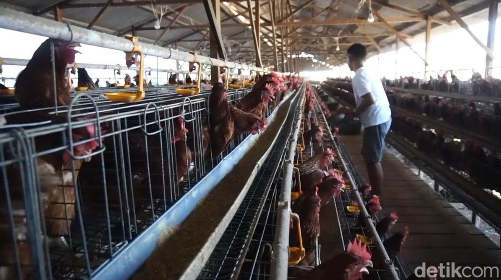 Terkuak! Danantara Kucurkan Dana Fantastis Rp 16,7 Triliun untuk Proyek Hilirisasi Ayam: Siap Guncang Industri Pangan Nasional dan Buka Peluang Ekonomi Baru di 6 Wilayah!