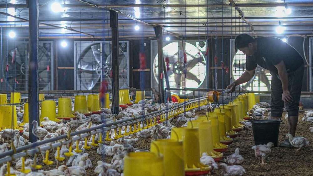 Teka-teki Harga Ayam Terjawab! Pemerintah 'Paksa' Naik Jadi Rp 19.500/Kg, Ada 'Jebakan' Sanksi Berat Bagi Pelaku Usaha Nakal? Simak Detailnya!