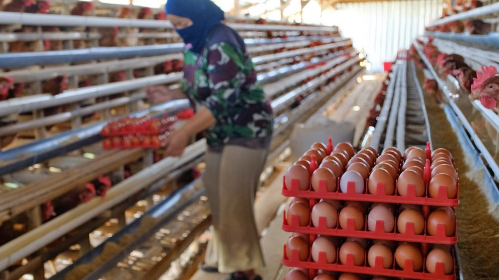 Langkah Drastis Pemerintah: Harga Pakan 'Dikunci', Dapur MBG Wajib Serap Telur Peternak! Ada Apa Sebenarnya?