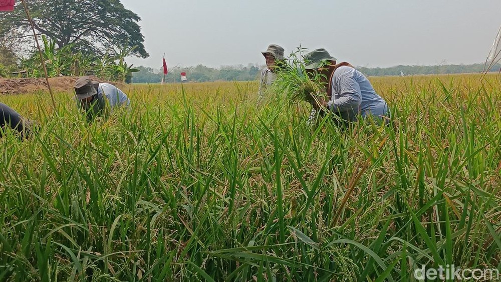 Terungkap! Strategi Brilian Pertamina Mengubah Lahan "Sakit" di Indramayu Menjadi Sumber Panen Berlimpah, Petani Tersenyum Lebar dengan Hasil Fantastis!