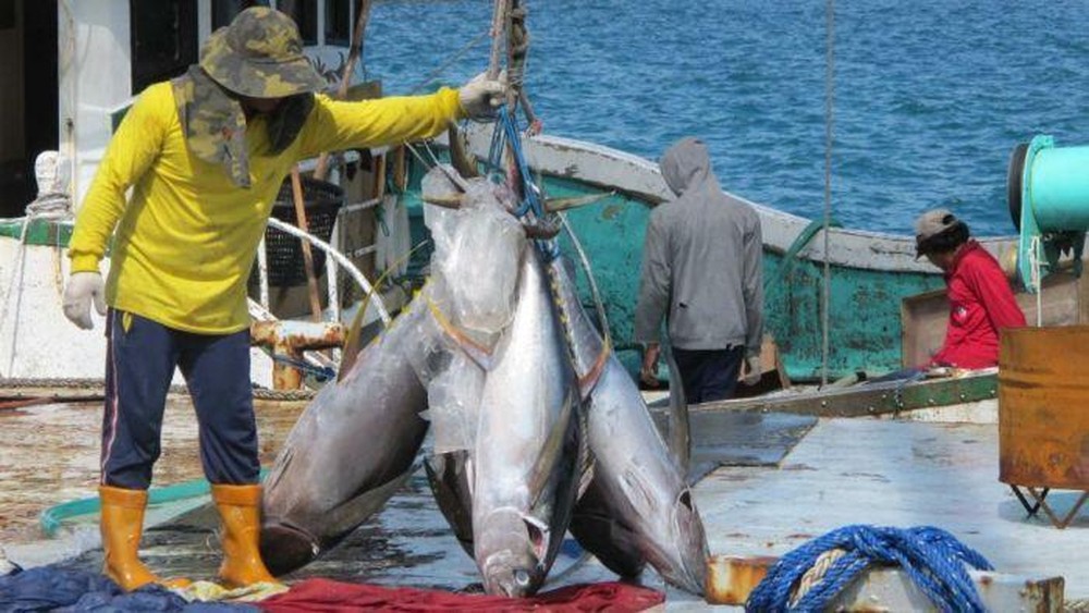 Rejeki Melimpah Kuota Tuna RI Naik