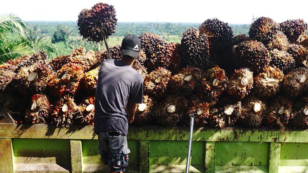 Harga CPO Oktober 2026 Melonjak Tajam