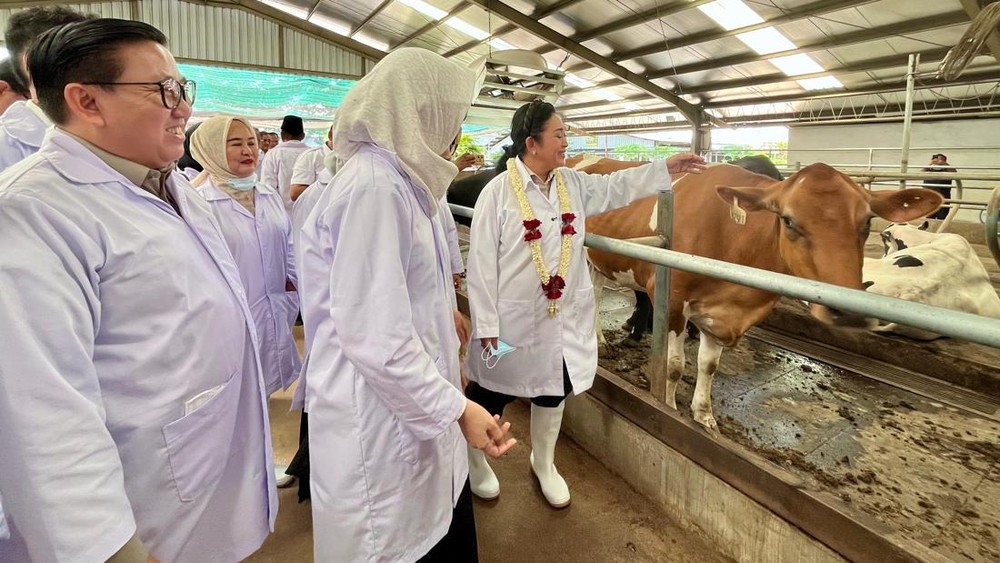 Strategi Besar Pemerintah Kejar Swasembada Susu